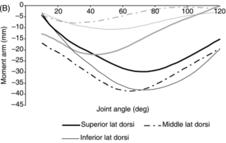 Latissimus Dorsi Subregion Moment Arms