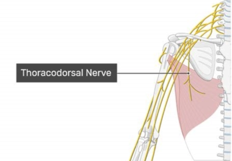 Thoracodorsal Nerve Lat Anatomy